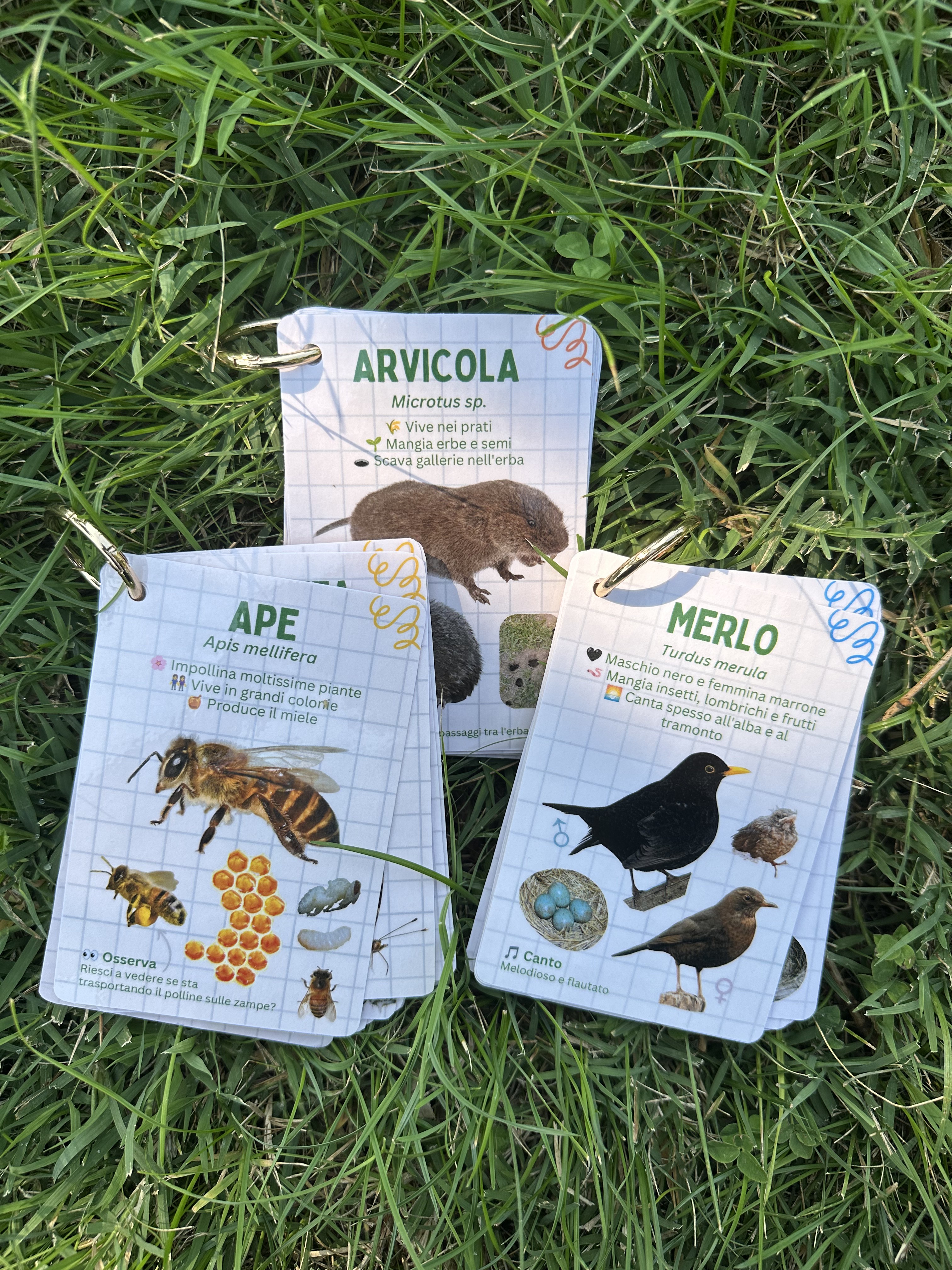 Schede naturalistiche raccolte nell'anello